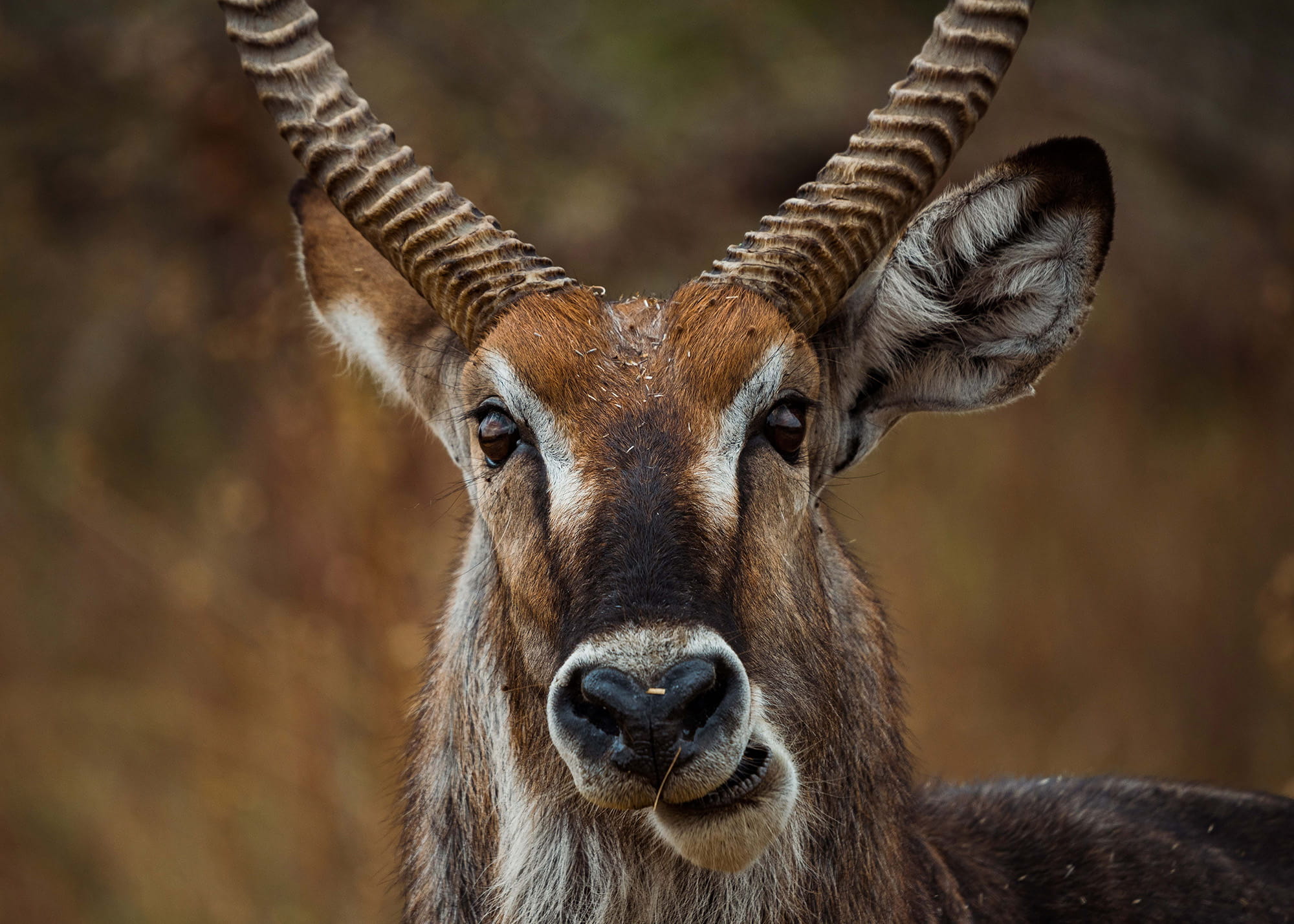 Close-up portrait of an antelope with curved horns looking directly toward the camera.