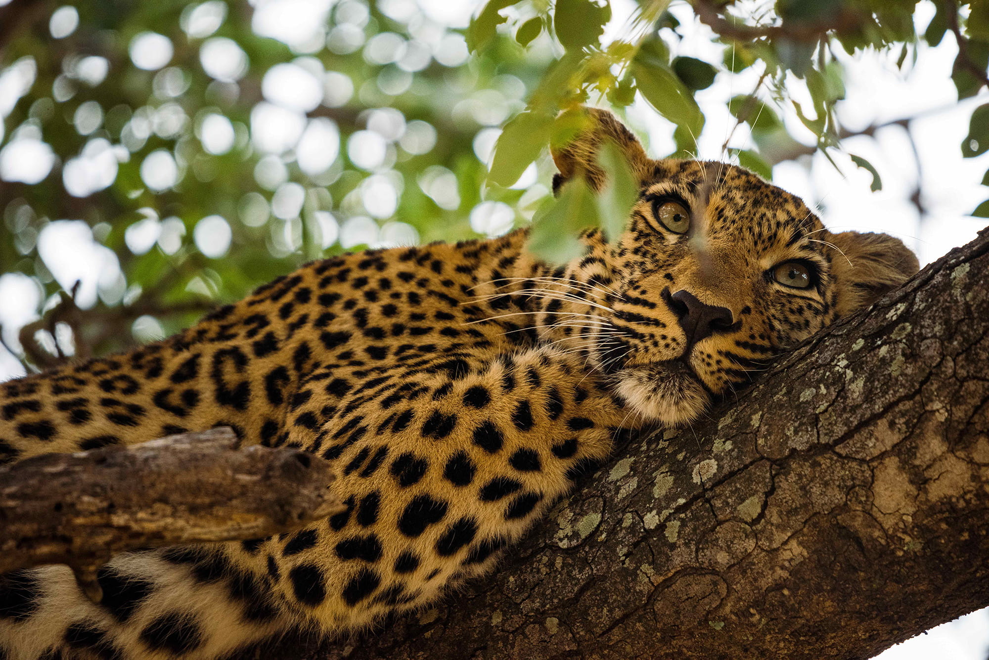 A leopard resting on a tree branch, partially framed by green leaves.