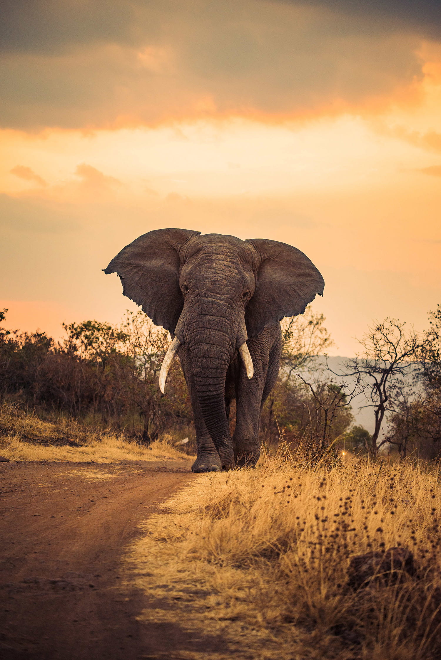 An african elephant walking along a dirt road in a dry savanna landscape at sunset.