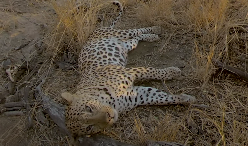 Leopard lying on dry grass and dirt in a natural setting, resting its head on a fallen branch.