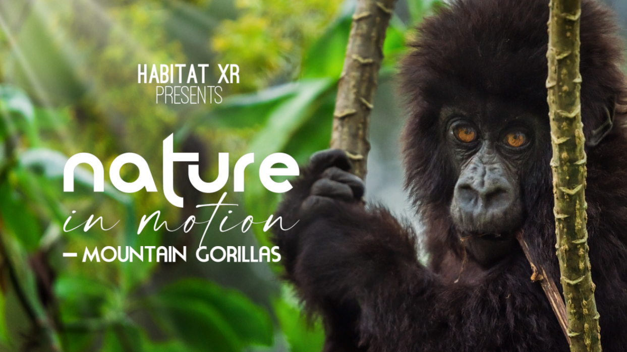 Young mountain gorilla holding two sticks in a lush green forest, with text overlay reading 'Habitat XR presents Nature in Motion – Mountain Gorillas'.